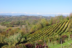 Le vigne