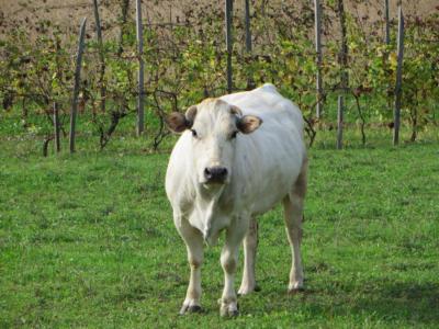 Una vacca bonacciona di razza piemontese